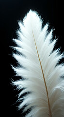 white feather on black