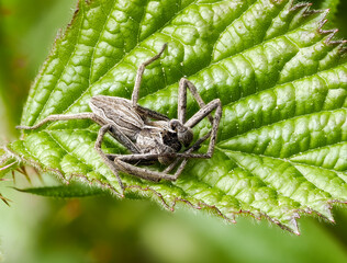 Listspinne (Pisaura mirabilis)