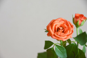 オレンジ色のバラ