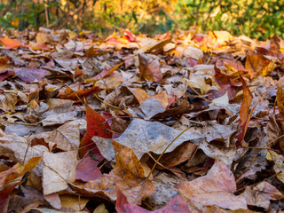autumn leaves in the park