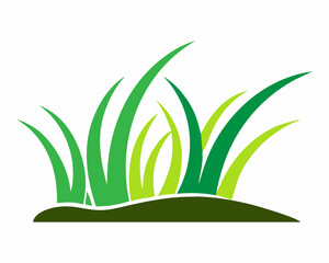 Lush green grass blades growing from the earth.