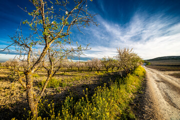 Almond trees and diplofaxis tenuifolia on the road at spring time