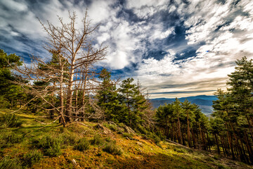 Coniferus at Baniaderos hills