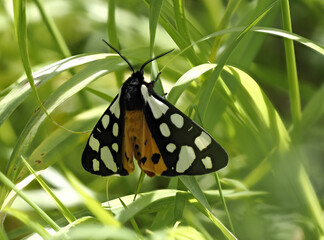 Schwarze Bär (Arctia villica)