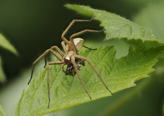 Listspinne (Pisaura mirabilis)