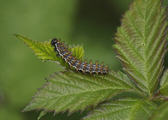 Brombeer-Perlmuttfalter (Brenthis daphne) Raupe