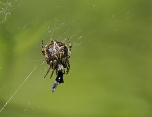 Körbchenspinne (Agalenatea redii)