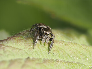 Bunter Sichelspringer (Evarcha falcata)