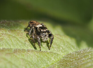 Bunter Sichelspringer (Evarcha falcata)