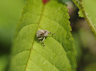 Echte Käferzikade (Issus coleoptratus)