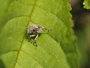 Echte Käferzikade (Issus coleoptratus)
