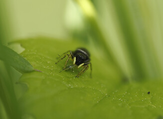 Springspinne (Heliophanus)