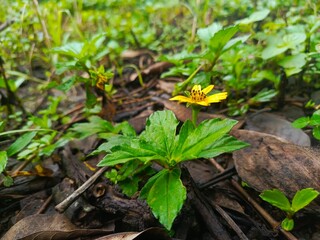 green sprout in the garden