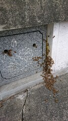 2008)Request for removal of Western honey bees in the grave(Photo taken at 11:10 on august 9, 2017)