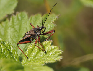 Mediterrane Mordwanze (Rhynocoris erythropus)