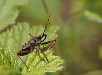 Mediterrane Mordwanze (Rhynocoris erythropus)