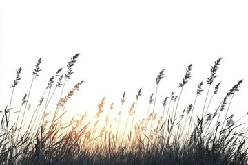 Obraz premium ethereal dancing prairie grasses backlit by sunset, isolated on white, photorealistic 3d render