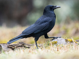 Rabenkrähe (Corvus corone)