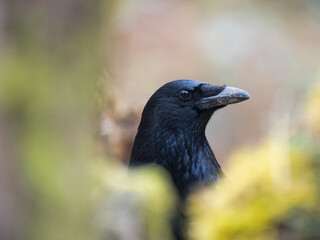 Rabenkr&auml;he&nbsp;(Corvus corone)