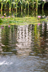 water lily in the pond