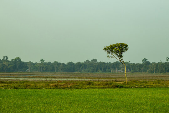 There is a jack-fruit tree in the field village