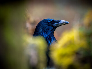 Rabenkrähe (Corvus corone)