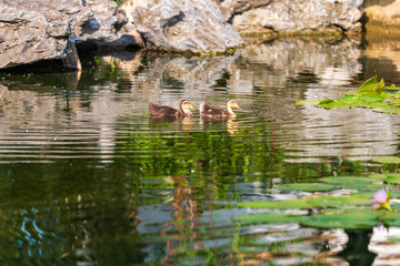 ducks swimming in pond