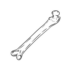 bone digital illustration drawing isolated