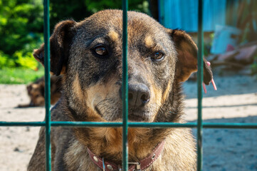 Dogs in animal shelter waiting for adoption. Homeless dogs in animal shelter cage.