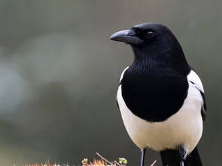 Elster (Pica pica)