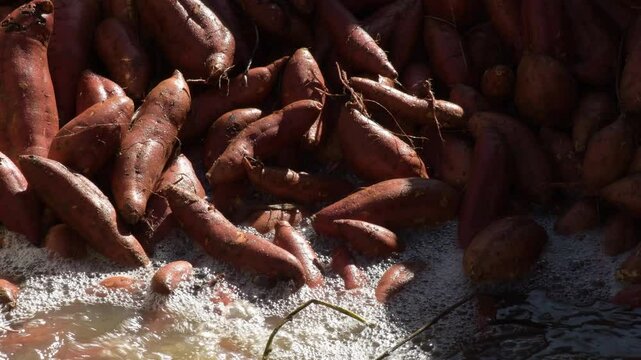 Industrial cleaning of sweet potatoes just harvested. Ipomoea Batatas
