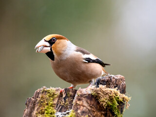 Kernbeißer (Coccothraustes coccothraustes)