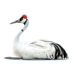 Fototapeta premium Red-crowned Crane: Majestic Waterbird in Elegant Pose
