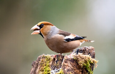 Kernbeißer (Coccothraustes coccothraustes)