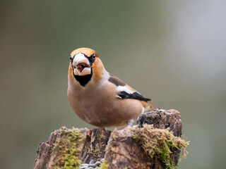 Kernbeißer (Coccothraustes coccothraustes)