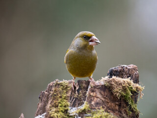 Fototapeta premium Grünfink&nbsp;(Chloris chloris)