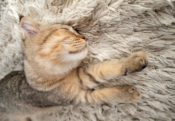 Kitten girl Scottish fold, pet in the apartment, small gray cat.