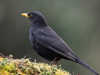 Amsel (Turdus merula)