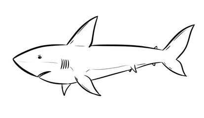 shark digital illustration drawing isolated