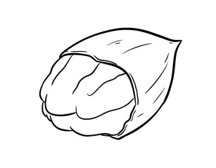 nutmeg digital illustration drawing isolated