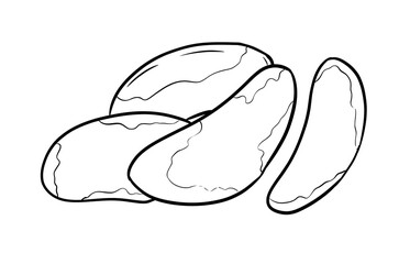 brazilian nut digital illustration drawing isolated