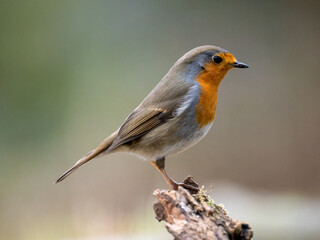 Fototapeta premium Rotkehlchen&nbsp;(Erithacus rubecula)