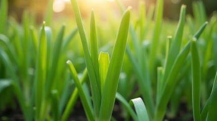 Obraz premium Fresh green onion sprouts growing in garden with blurred background, symbolizing organic farming, healthy food, and natural agriculture