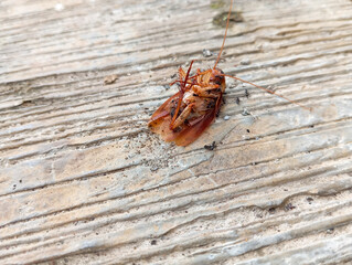 close-up of a dead cockroach