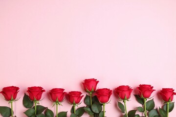 Obraz premium Soft pastel pink bg row of red roses in different bloom stages