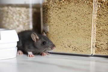 Grey rat looking for food on white marble table. Pest control