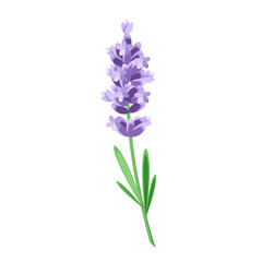 Obraz premium Lavender flowers isolated on a white background.Vector illustration of lavender for cosmetic designs,textiles, postcards.