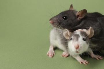 Cute rats on green background, closeup. Space for text