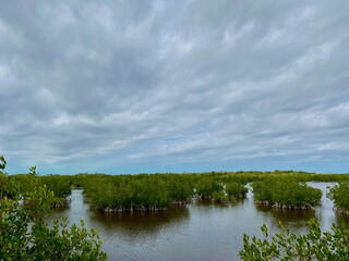 Fototapeta premium Expansive view of the Ten Thousand Islands marsh trail in Florida, with lush mangroves, open water, and serene wetlands
