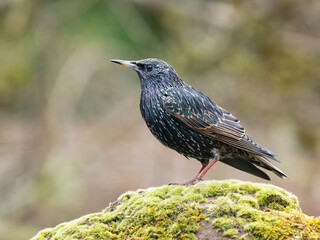 Star (Sturnus vulgaris)